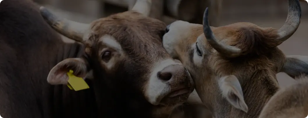 cows